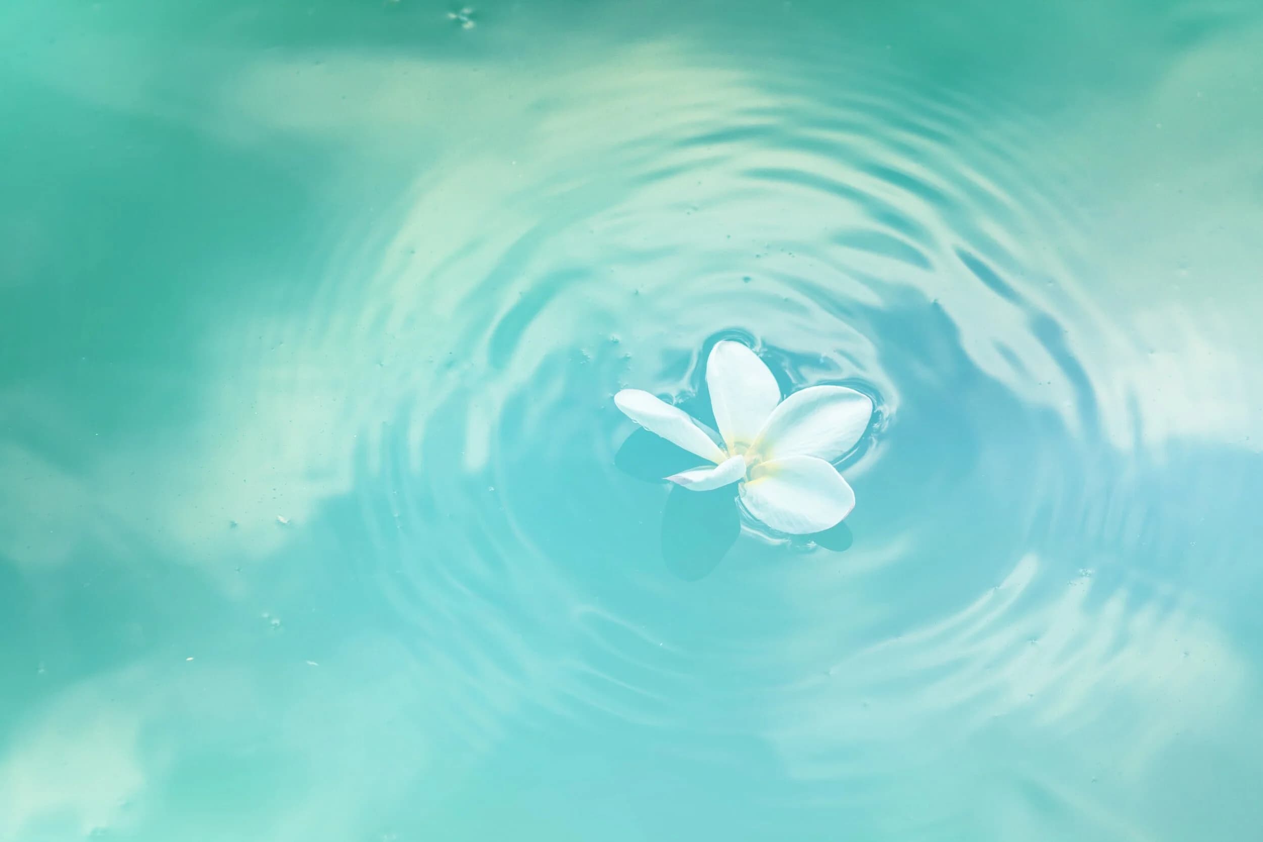 White blossom floating on clear water